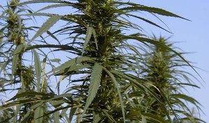 industrial hemp being grown for seeds