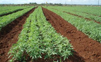 Australia’s Hemp Industry Caught Up in Political Red Tape