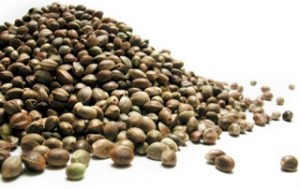 Hemp seeds