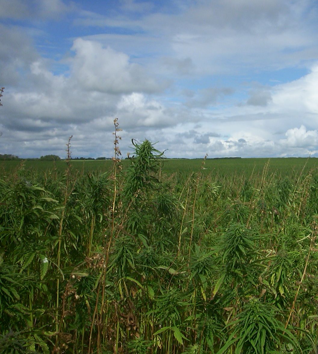 Hemp.com letter to President Obama