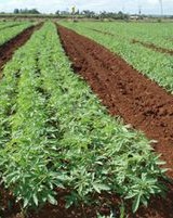 Industrial hemp farming is renewable and sustainable