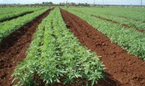 Industrial hemp farming is renewable and sustainable