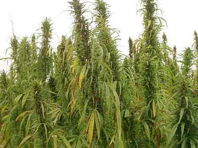 Vermont: Rep. Peter Welch joins the effort to legalize industrial hemp