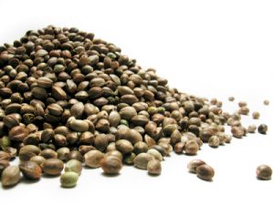 Hemp seeds: Hemp food is healthy Hemp seeds: Hemp food is healthy
