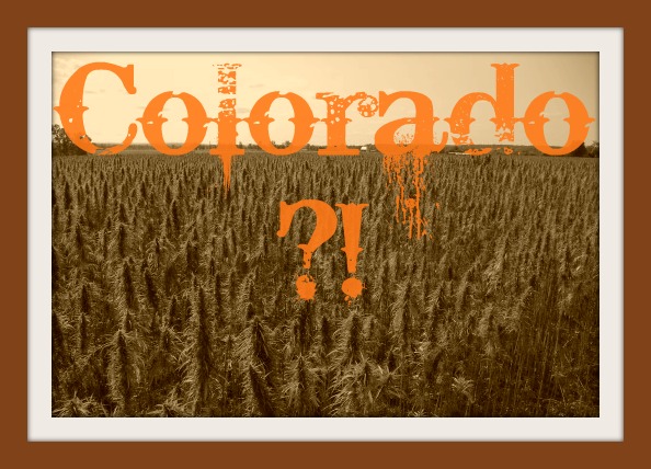 Cleaning up with Hemp in Colorado?