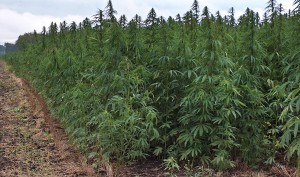 Industrial Hemp: Industrial hemp field