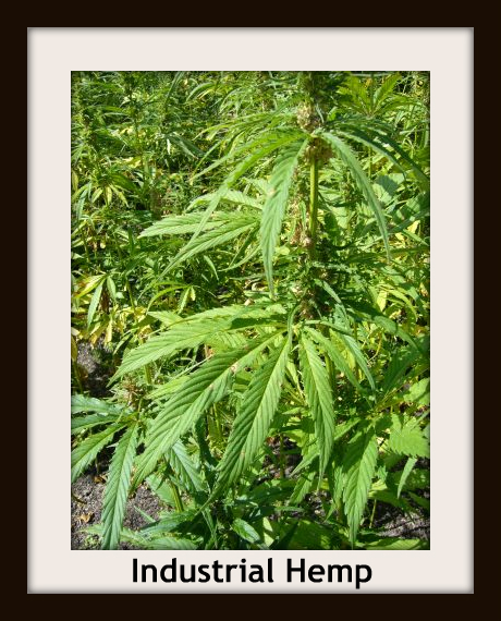 From Russia With Hemp