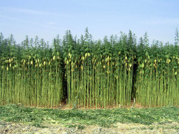 MARIJUANA, INC. Changes Name To Hemp, Inc.