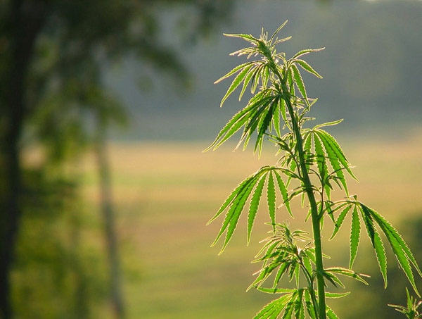 Soil Contamination – Phytoremediation with Hemp
