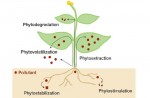 The phytoremediation process