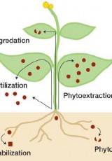 The phytoremediation process