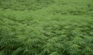 Hemp history week - Movie screening-Bringing it home