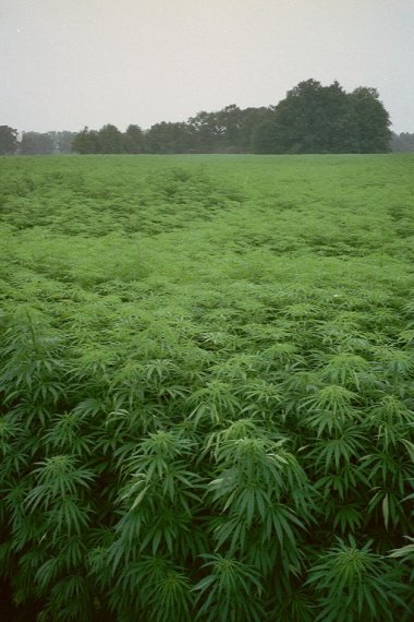 Industrial Hemp Bill Hits Rocks in Kentucky