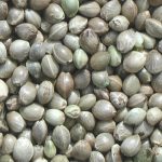Hemp Seeds