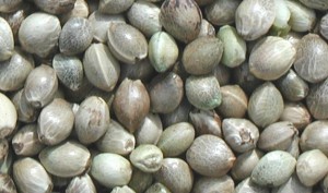 Hemp Seeds for health not a high
