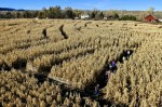 Industrial Hemp Legalized in Colorado