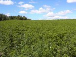 Dispelling the myth that hemp is marijuana