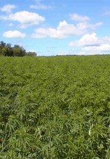 Hemp is not marijuana