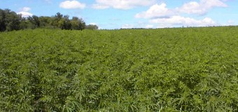 Hemp is not marijuana