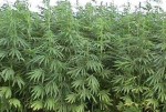 Colorado: First Farmer to grow Hemp legally