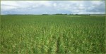 NPR: Hemp Gets The Green Light in Colorado