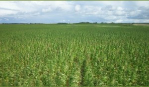 Growing hemp in Colorado will likely look like this