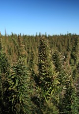 Industrial Hemp Field - Healthy and almost ready for harvest