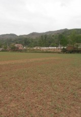 Hemp Inc's hemp fields in China