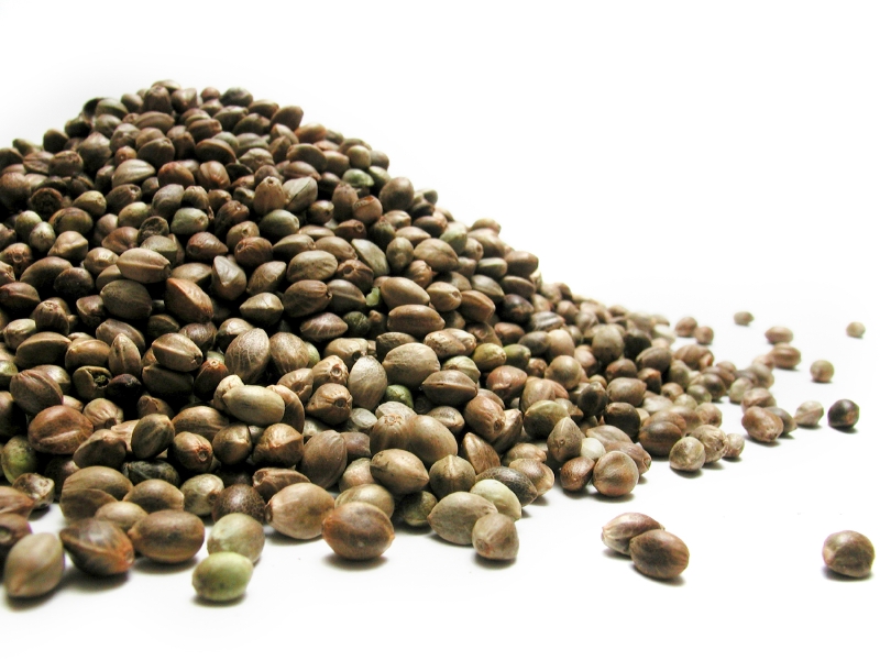 Hemp seeds