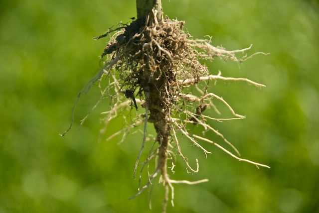 Hemp roots