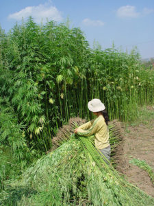 green hemp farming
