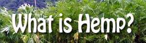 What is hemp