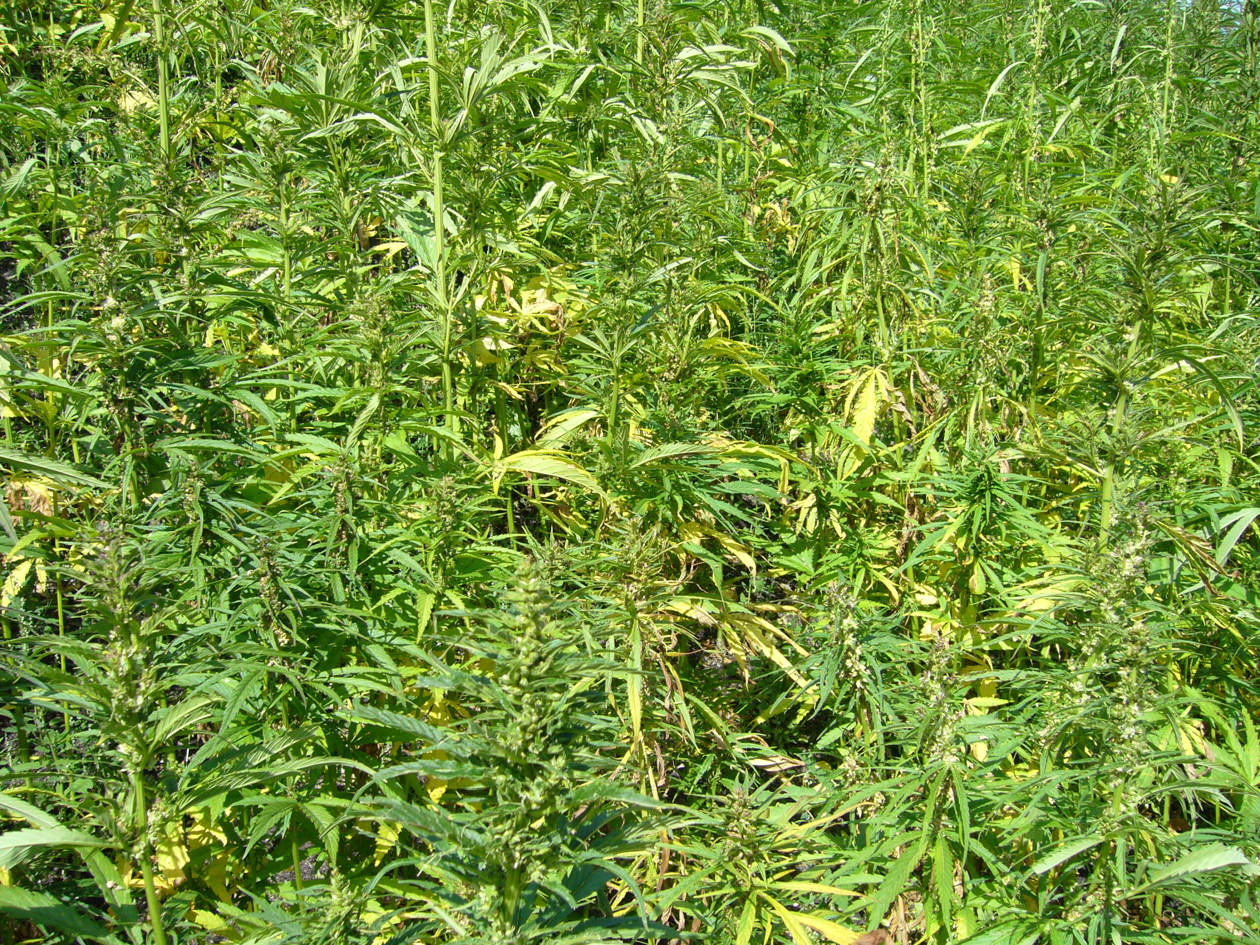 hemp building materials (image)